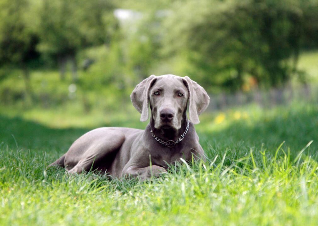 #26. Weimaraner